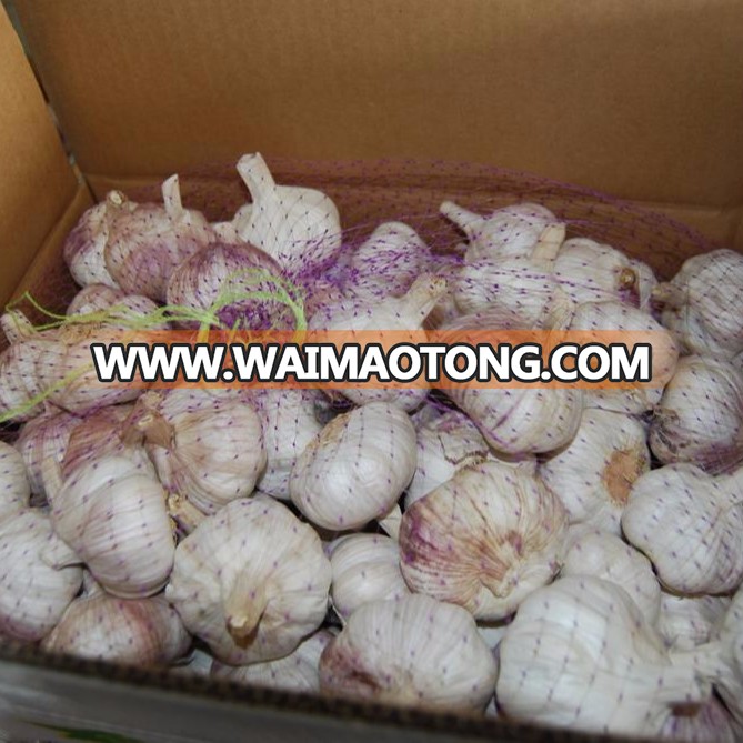 jinxiang pure white fresh garlic