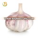 fresh red garlic in China called Jinxiang garlic