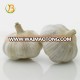 natural garlic jinxiang garlic 2016 hot sale