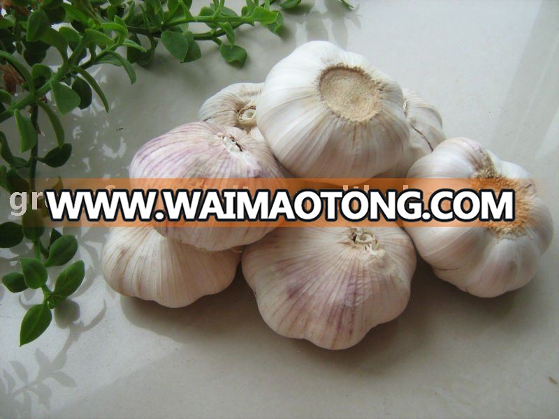 2017 Fresh Jinxiang Normal Garlic 5.0cm,5.5cm,6.0cm in 20KG Mesh Bags